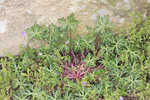 Longstalk cranesbill